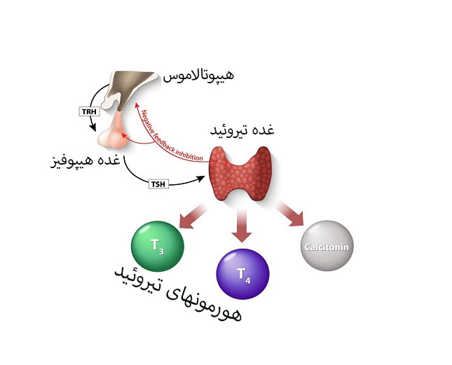 هورمونهای تیروئید