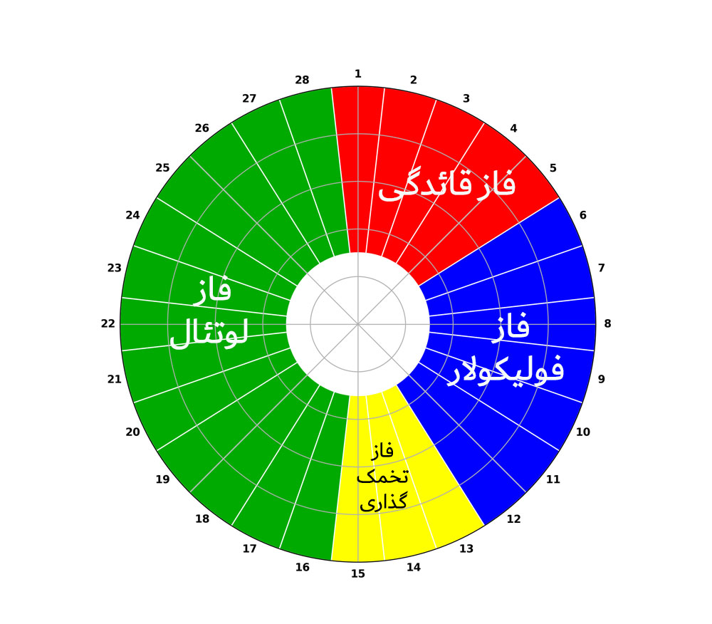 چرخه قاعدگی